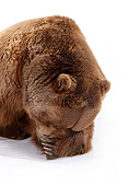 BEA 04 RK0026 06
Head Shot Of Kodiak Bear Hiding Face On White Seamless Studio