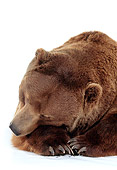 BEA 04 RK0027 09
Head Shot Of Kodiak Bear Laying On White Seamless Studio