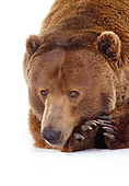 BEA 04 RK0027 10
Head Shot Of Kodiak Bear Laying On White Seamless Studio