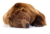 BEA 04 RK0027 29
Head Shot Of Kodiak Bear Laying On White Seamless Studio