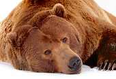 BEA 04 RK0027 34
Head Shot Of Kodiak Bear Laying On White Seamless Studio