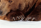 BEA 04 RK0031 06
Close-Up Of Kodiak Bear's Claws
