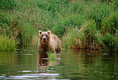 BEA 04 DB0001 01
Alaskan Brown Bear Fishing For Salmon