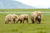 BEA 04 NE0001 01
Kodiak Bear Mother With Two Cubs Walking In Field Alaska