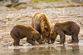 BEA 04 NE0003 01
Kodiak Bear Mother With Two Cubs Drinking Water Alaska