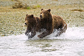 BEA 04 NE0004 01
Kodiak Bear Mother With Cub Running In Water Alaska