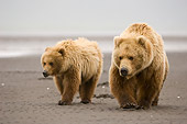 BEA 04 NE0005 01
Kodiak Bear Mother With Cub Walking On Beach Alaska