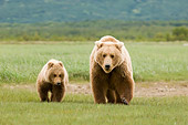 BEA 04 NE0006 01
Kodiak Bear Mother With Cub Walking In Field Alaska