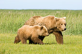 BEA 04 NE0007 01
Kodiak Bear Mother With Cub Walking In Field Alaska