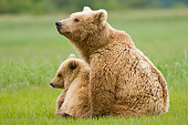 BEA 04 NE0008 01
Kodiak Bear Mother With Cub Sitting In Field Alaska
