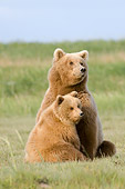 BEA 04 NE0009 01
Kodiak Bear Mother With Cub Sitting In Field Alaska