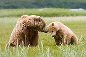 BEA 04 NE0010 01
Kodiak Bear Mother With Cub Sitting And Nuzzling In Field Alaska