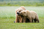 BEA 04 NE0011 01
Kodiak Bear Mother With Cub Sitting And Standing Nuzzling In Field Alaska