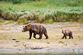 BEA 04 NE0012 01
Kodiak Bear Mother With Cub Walking On Shore Alaska