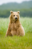 BEA 04 NE0014 01
Kodiak Bear Cub Sitting In Field Alaska