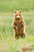 BEA 04 NE0015 01
Kodiak Bear Cub Standing On Hind Legs In Field Alaska