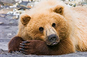 BEA 04 NE0016 01
Kodiak Bear Laying On Sand With Head On Paws Alaska