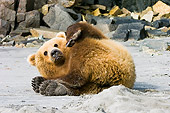 BEA 04 NE0017 01
Kodiak Bear Laying On Back On Sand Alaska