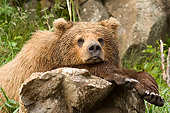 BEA 04 NE0018 01
Kodiak Bear Laying Head And Front Legs On Rock Alaska