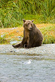 BEA 04 NE0019 01
Kodiak Bear Sitting On Shore Near Seagull Brush Alaska