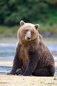 BEA 04 NE0020 01
Kodiak Bear Sitting On Shore Alaska