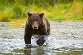 BEA 04 NE0021 01
Kodiak Bear Running In Water Alaska