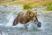 BEA 04 NE0022 01
Kodiak Bear Running In Water Alaska