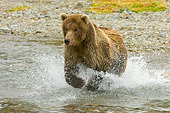 BEA 04 NE0023 01
Kodiak Bear Running In Water Alaska
