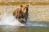 BEA 04 NE0024 01
Kodiak Bear Running In Water Alaska