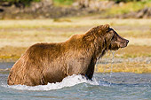 BEA 04 NE0025 01
Kodiak Bear Standing In Water Alaska Profile