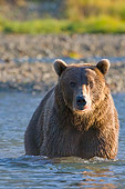 BEA 04 NE0026 01
Kodiak Bear Standing In Water Alaska Head On