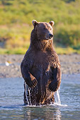 BEA 04 NE0027 01
Kodiak Bear Standing On Hind Legs In Water Alaska