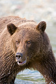 BEA 04 NE0028 01
Kodiak Bear Standing In Water Alaska Close Up