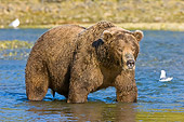 BEA 04 NE0029 01
Kodiak Bear Standing In Water Alaska