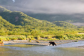 BEA 04 NE0030 01
Kodiak Bear Walking In River By Mountains Alaska