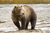 BEA 04 NE0031 01
Kodiak Bear Standing On Sand Alaska