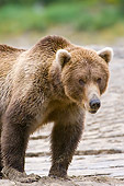 BEA 04 NE0032 01
Kodiak Bear Standing On Sand Alaska Close Up