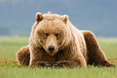 BEA 04 NE0033 01
Kodiak Bear Laying In Field Alaska