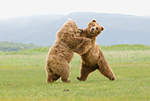 BEA 04 NE0034 01
Two Kodiak Bears Fighting In Field Alaska