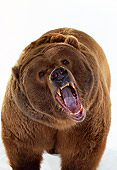 BEA 04 RK0014 02
Close Up Of Kodiak Bear Growling On White Seamless Studio