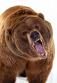 BEA 04 RK0014 03
Close Up Of Kodiak Bear Growling On White Seamless Studio