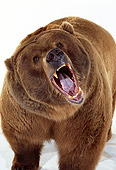 BEA 04 RK0014 13
Close Up Of Kodiak Bear Growling On White Seamless Studio