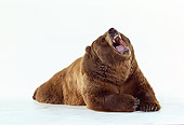 BEA 04 RK0023 01
Kodiak Bear Laying And Growling On White Seamless Background