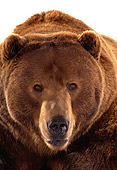 BEA 04 RK0027 19
Head Shot Of Kodiak Bear Laying On White Seamless Studio