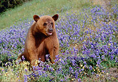 BEA 05 RK0004 07
Cinnamon Bear Sitting In Field Of Purple Flowers