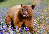 BEA 05 RK0008 01
Cinnamon Bear In Purple Flower Field