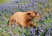 BEA 05 RK0008 02
Cinnamon Bear In Purple Flower Field