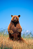 BEA 05 RK0003 11
Cinnamon Bear Standing On Hind Legs In Tall Dry Grass Blue Sky