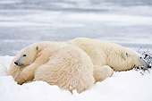 BEA 06 DA0001 01
Polar Bear Mother And Cub Resting In Snow At Hudson Bay, Canada