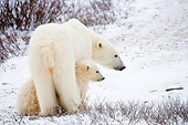 BEA 06 DA0002 01
Polar Bear Mother And Two Cubs Standing In Snow At Hudson Bay, Canada